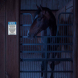 Notice This Is An Equine Facility Decal (EGR Reflective)